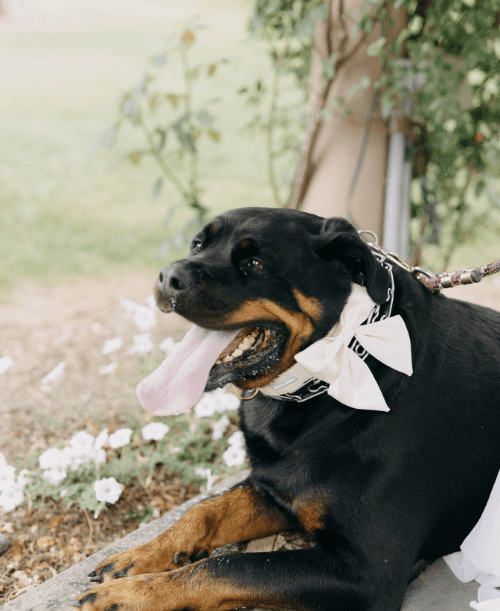 Pennsylvania Weddings Vendor Category Pet Care