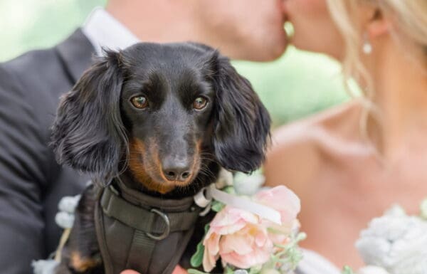 Pet Care Category Vendor Gallery Wedding Wags Wedding Wags